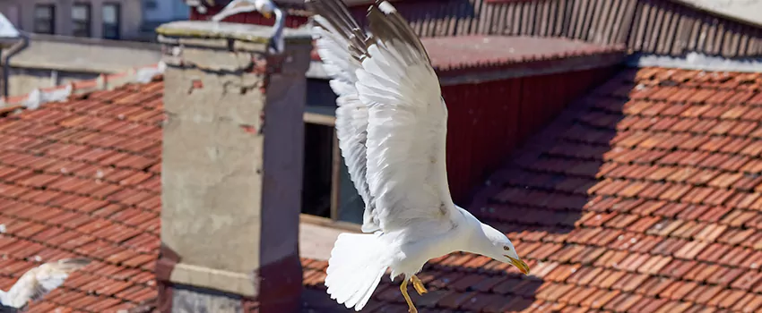 Residential Chimney Animal Removal Solution in Garden City, MI