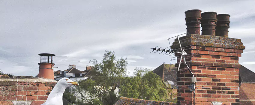 Chimney Cleaning And Restoration in Garden City, Michigan